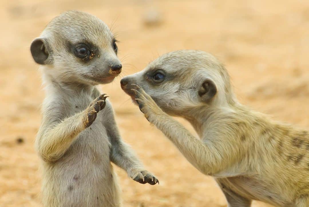 アニマルプラネットさんのインスタグラム写真 - (アニマルプラネットInstagram)「"Girl, let me tell you what I just heard in the burrow..." . . . . . #meerkat #meerkats #meerkatmanor #africa #burrowinganimals #mammals #photooftheday #pictureoftheday #toocutetuesday」11月25日 3時21分 - animalplanet