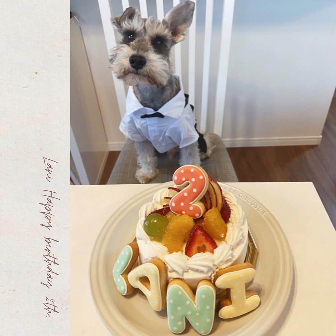 森山菜々のインスタグラム：「.﻿ 兄ちゃん、2歳になりました🐶🎂﻿ ﻿ さいごの写真、初めて会ったときのやつ🍼🤍﻿ ﻿ #ミニチュアシュナウザー #LANI﻿ #MiniatureSchnauzer #hbd #2th」