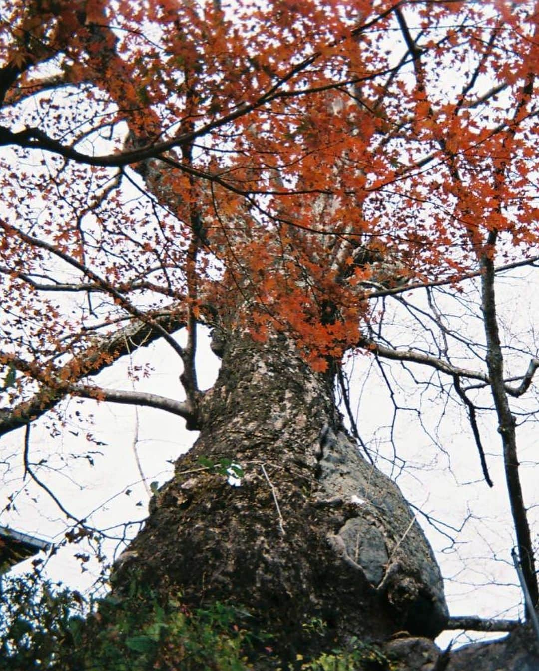 小田飛鳥さんのインスタグラム写真 - (小田飛鳥Instagram)「多摩川〜御岳山〜日の出山、写ルンです♪です♪ 人工物と自然物が溶け合ってる感じが好き☺︎ #ケーブルカー #御神木 #多摩川 #西多摩 #御岳山 #日の出山 #紅葉 #写ルンです」11月24日 18時53分 - asuka_oda_0320