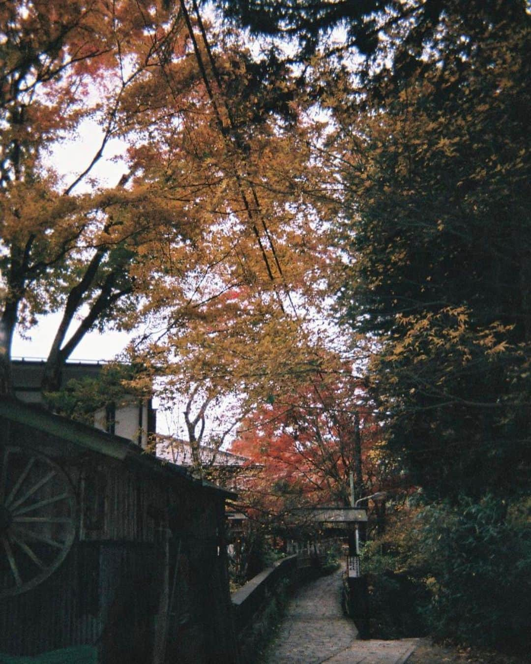 小田飛鳥さんのインスタグラム写真 - (小田飛鳥Instagram)「多摩川〜御岳山〜日の出山、写ルンです♪です♪ 人工物と自然物が溶け合ってる感じが好き☺︎ #ケーブルカー #御神木 #多摩川 #西多摩 #御岳山 #日の出山 #紅葉 #写ルンです」11月24日 18時53分 - asuka_oda_0320