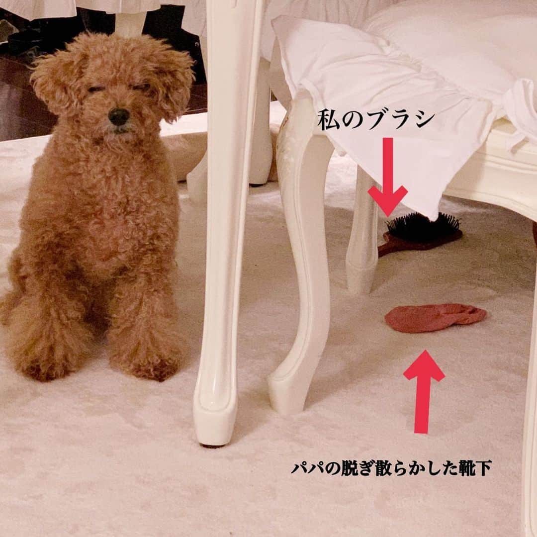 亀井京子（林京子）さんのインスタグラム写真 - (亀井京子（林京子）Instagram)「私が子どもを叱ると空気をよんで別室避難か、﻿ ﻿ ダイニングテーブルの下に避難する犬。﻿ ﻿ 緊張感持ちながら﻿ ﻿ そのまま遠慮がちに立ち寝。﻿ （左目　白目🥶） ﻿ しずかな老後を迎えられない我が家のお犬。﻿ ﻿ そして﻿ ﻿ 散らかったダイニングテーブル下😂😂😂﻿ ﻿ 今から掃除じゃー🧹」11月24日 18時56分 - kyokokameiofficial