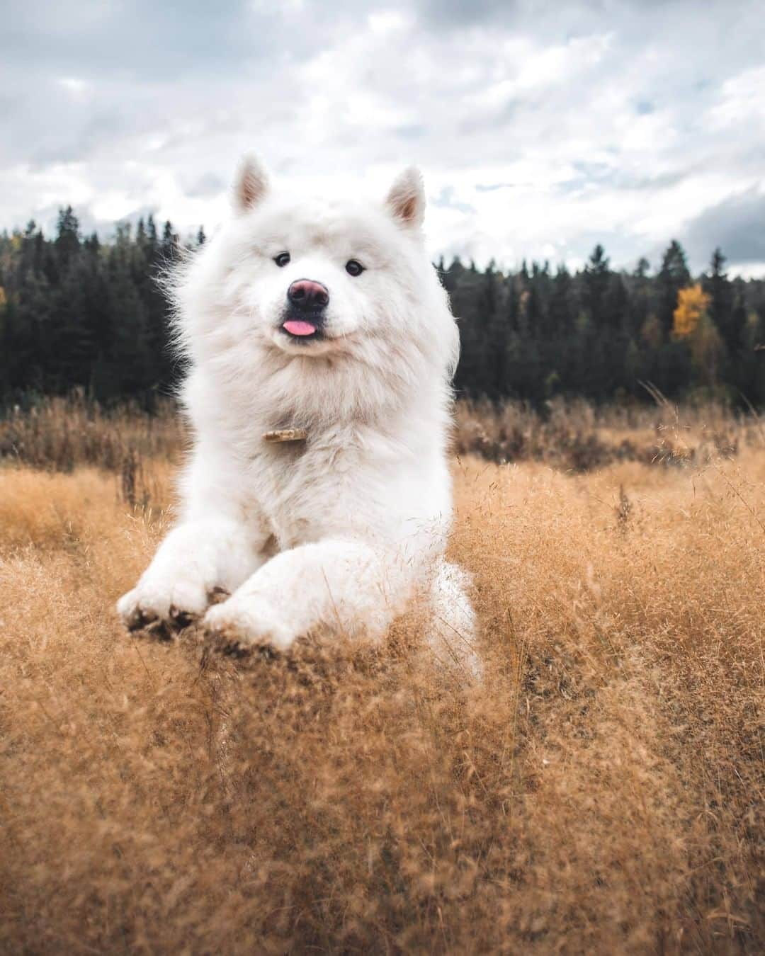 8crapさんのインスタグラム写真 - (8crapInstagram)「Blep-kaboo! - Hashtag #barkedtongueout on your doggo’s tongue out photos/videos and get a chance to be featured! - 📷 @edwinsamoyed - #TheBarkedClub #barked #tongueouttuesday #tot #👅 #😛 #dog #doggo #Samoyed」11月24日 19時00分 - barked