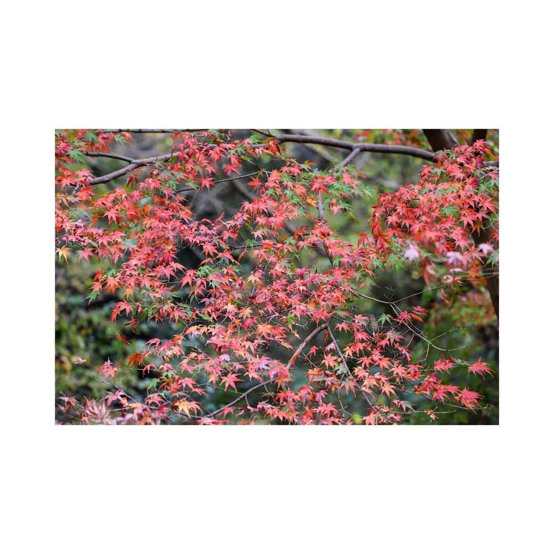 平中克幸のインスタグラム：「. 紅葉🍁を眺めながら森林浴 . . 週末の決戦へ向けて心を整える . . もう最終戦。 . . 絶対勝つ。 . . . #心身ともに万全の状態で最終戦へ」