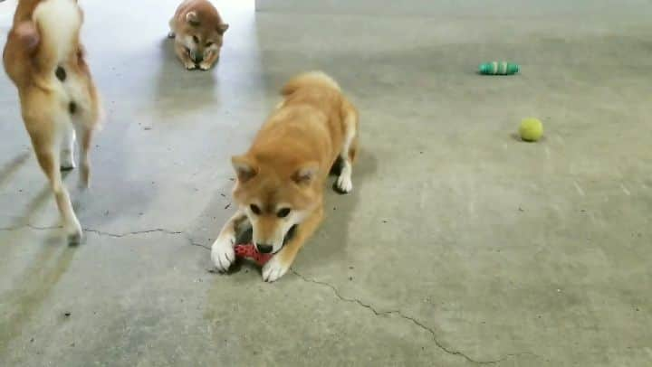 柴犬たま Shibainu Tamaのインスタグラム