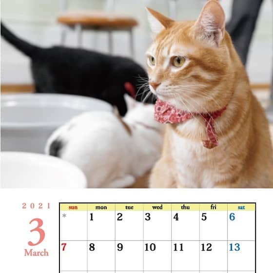 猫カフェきぶん屋さんのインスタグラム写真 - (猫カフェきぶん屋Instagram)「今年も発売！ このカレンダーの売上が来年の活動が継続できるかどうかのかなりの大事なポイントです。 ぜひぜひ買って応援してください！  ※去年はA3サイズで発注してしまいましたが今年はA4折りたたみサイズです。 開くとA3のサイズになります。  https://kenkoshukan.stores.jp/ プロフィールのリンクから進めます！」11月24日 19時05分 - nekocafekibunya