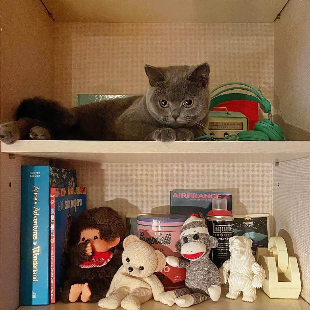 小鳥遊しほのインスタグラム：「書斎の棚でぬいぐるみごっこしてるそばちゃんが可愛かった。  みんな、元気かい？ わたしは最近鍋ばっかしてます。 お気に入りの鍋は、柚子醤油鍋です。  みんなは何鍋がおすき？  さて、今週末は鹿児島取材。 初鹿児島、おいしいものをたくさん食べたい。あと、焼酎、ね。 オススメあったら教えてくだぱい！  愛猫うどんとおそば @oudon_and_osoba」