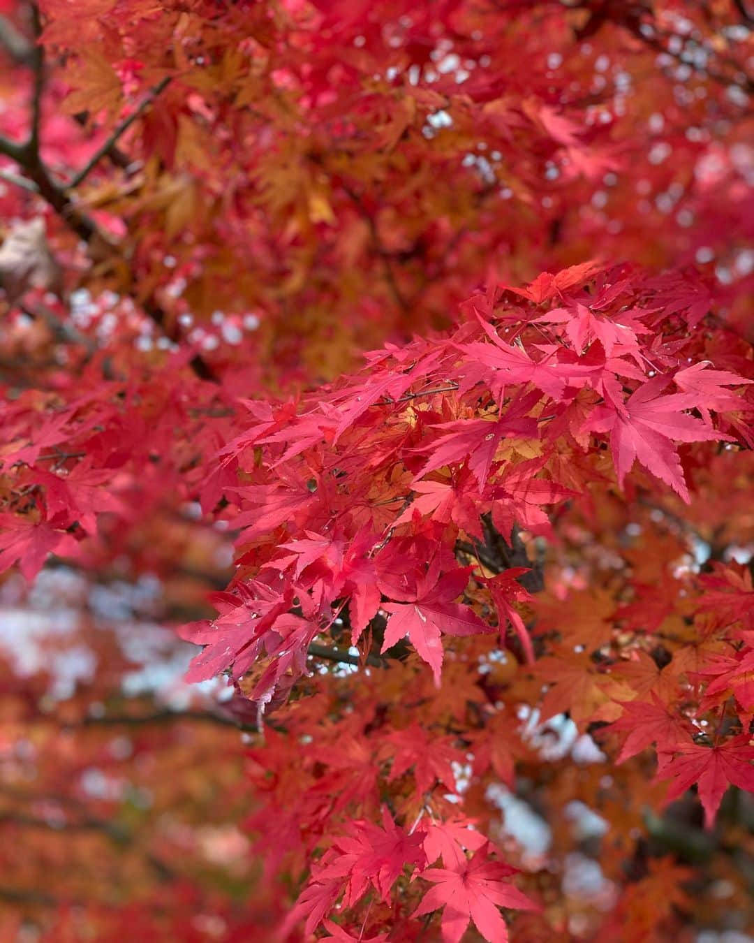 メルさんのインスタグラム写真 - (メルInstagram)「🍁🍁」11月24日 19時17分 - i.am.mell