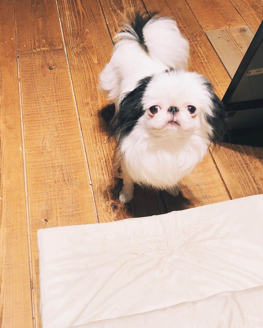 juntowaのインスタグラム：「可愛い可愛いちびふねちゃん。#いつまでも#赤ちゃん顔」