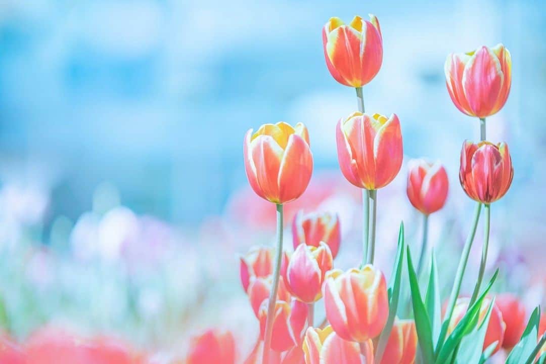 花の写真館のインスタグラム：「Photo by 原 みゆ.⠀ .⠀ Original Post[投稿いただいたURL]⠀ https://www.facebook.com/photo.php?fbid=1072183289841212⠀ .⠀ 本アカウントは、 #私の花の写真 をつけてInstagramに投稿された皆さまの花の写真や、「花の写真館」Facebookページで投稿された花の写真を紹介します。⠀ 「花の写真館」Facebookページは、「 @floral.photograph 」のプロフィールにあるURLからご覧ください。⠀ .⠀ ※各自、政府、自治体など公的機関の指示に従った行動をお願いします。⠀⠀ 東京カメラ部および分室では、写真を「見る楽しみ」を提供することを通して、微力ながら皆様にわずかな時間でも癒しをお届けしたいと思っております。⠀ ※本アカウントは東京カメラ部がFacebook、Instagramのサービスを利用して運営しているもので、Facebook社・Instagramとは一切関係ありません。⠀ .⠀ #花の写真館 #floralphotograph #floralphoto #flower #flowers⠀ Follow: @floral.photograph」