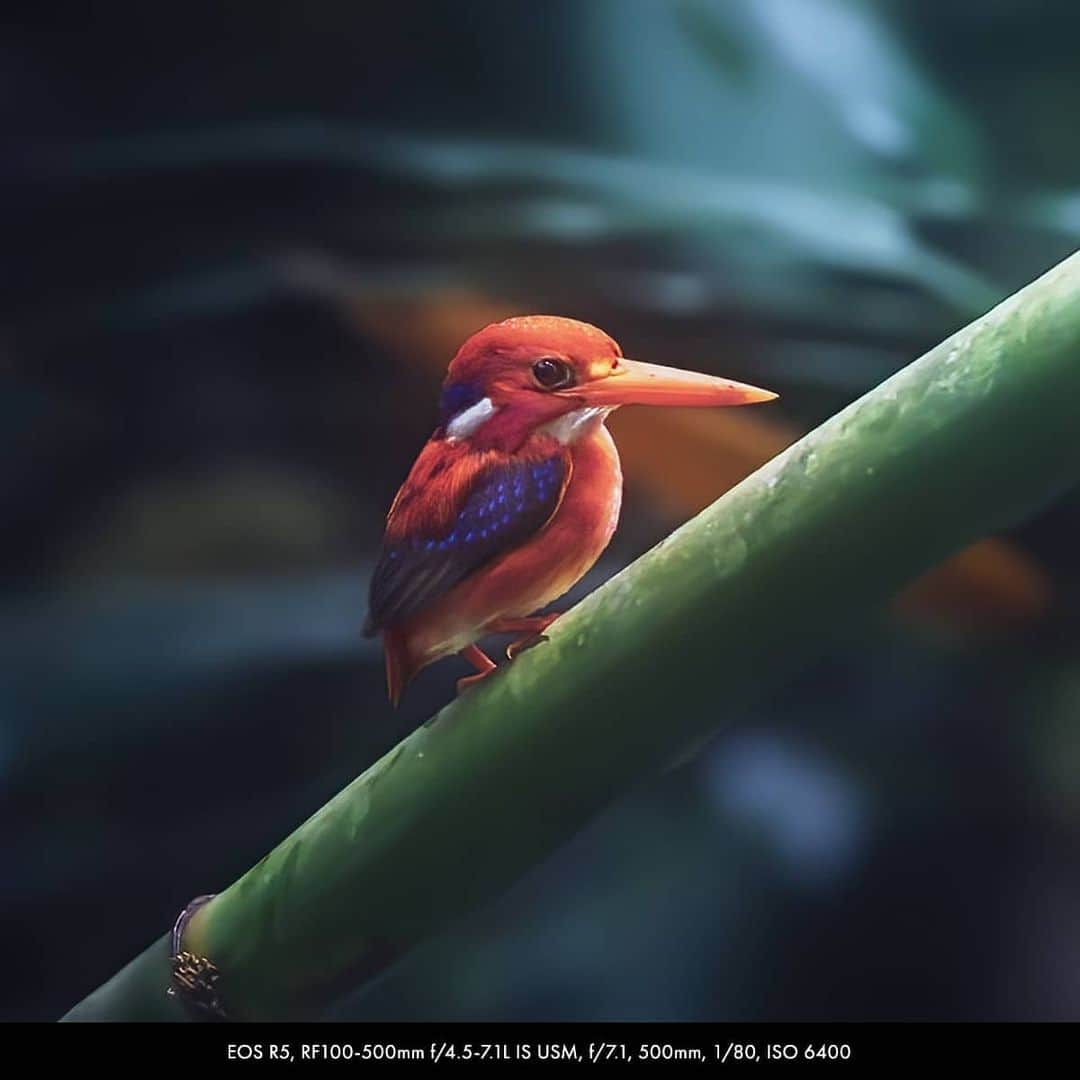 Canon Asiaさんのインスタグラム写真 - (Canon AsiaInstagram)「You can never run out of colours when photographing wildlife, especially birds and their beautiful plumage 🦜 🐧 🦅 . Edwin Martinez @edwinmartinez photographed these birds -- including a rare shot of the red Philippine Dwarf Kingfisher -- with the latest Canon EOS R5 and R6 cameras that come with the Animal Detection AF function to track the eye, face and body of animals - check it out! . Got a stunning shot you're proud of? Share them on My Canon Story and stand a chance to be featured!  . #canonasia #photography #explore #birds #birdphotography #colours #wildlife #animal #wildlifephotography #animalaf #nature #movement #quality #sharp #lens #colourful」11月24日 19時38分 - canonasia