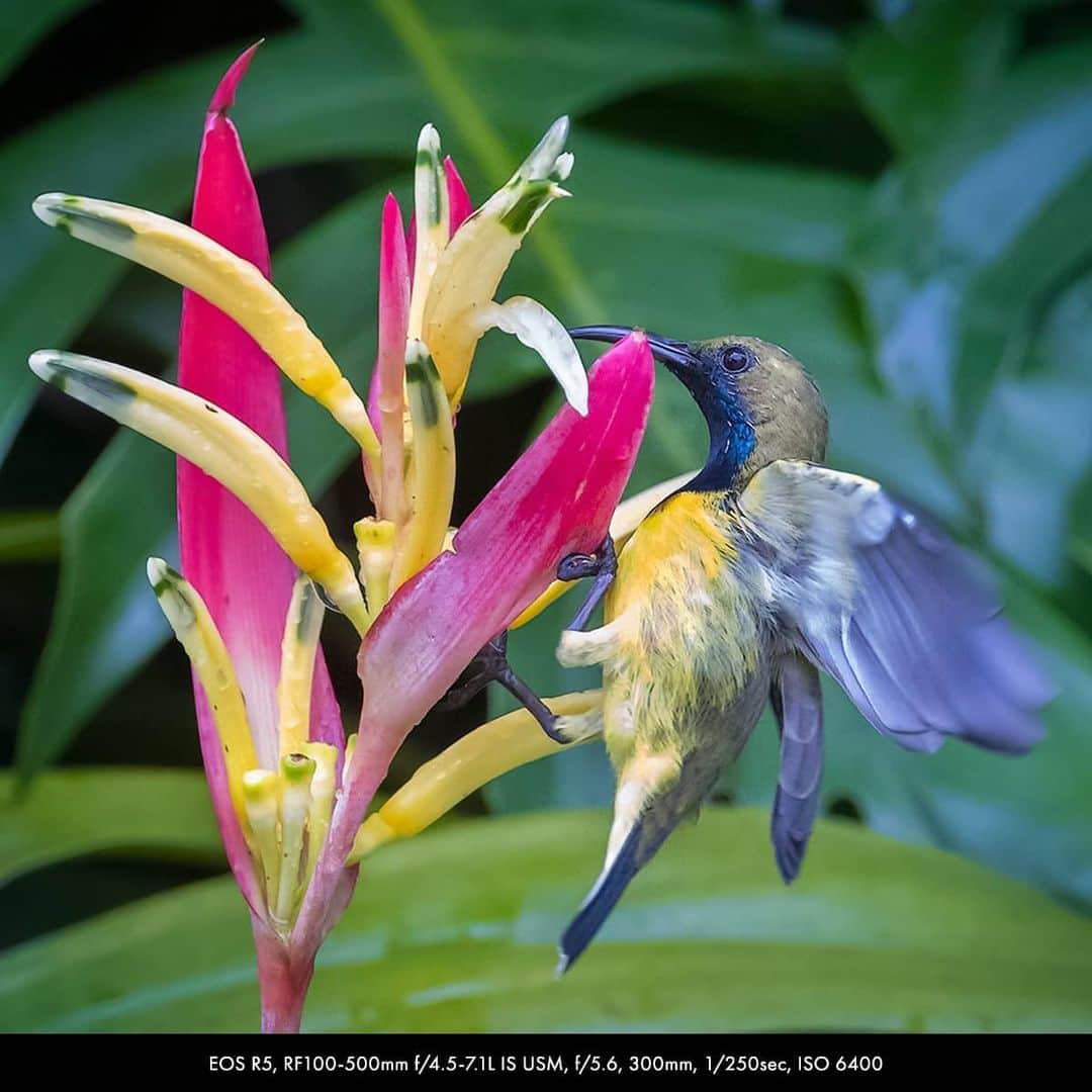 Canon Asiaさんのインスタグラム写真 - (Canon AsiaInstagram)「You can never run out of colours when photographing wildlife, especially birds and their beautiful plumage 🦜 🐧 🦅 . Edwin Martinez @edwinmartinez photographed these birds -- including a rare shot of the red Philippine Dwarf Kingfisher -- with the latest Canon EOS R5 and R6 cameras that come with the Animal Detection AF function to track the eye, face and body of animals - check it out! . Got a stunning shot you're proud of? Share them on My Canon Story and stand a chance to be featured!  . #canonasia #photography #explore #birds #birdphotography #colours #wildlife #animal #wildlifephotography #animalaf #nature #movement #quality #sharp #lens #colourful」11月24日 19時38分 - canonasia