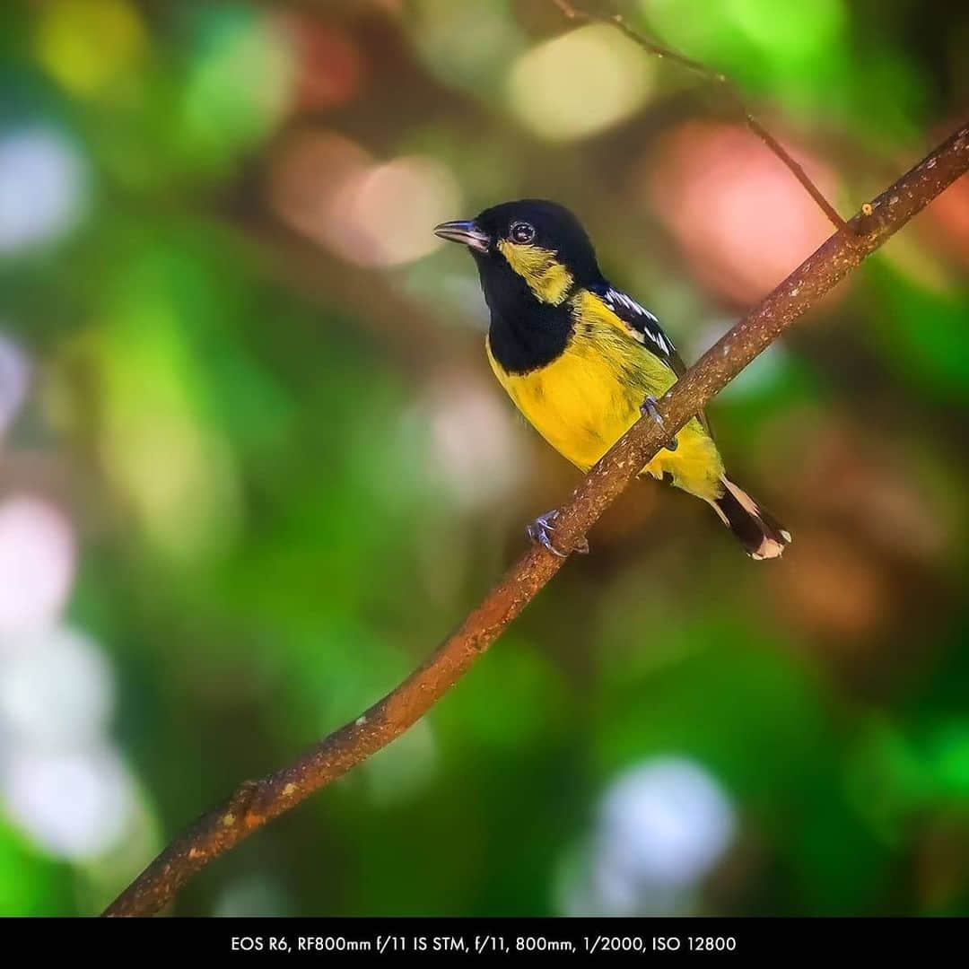 Canon Asiaさんのインスタグラム写真 - (Canon AsiaInstagram)「You can never run out of colours when photographing wildlife, especially birds and their beautiful plumage 🦜 🐧 🦅 . Edwin Martinez @edwinmartinez photographed these birds -- including a rare shot of the red Philippine Dwarf Kingfisher -- with the latest Canon EOS R5 and R6 cameras that come with the Animal Detection AF function to track the eye, face and body of animals - check it out! . Got a stunning shot you're proud of? Share them on My Canon Story and stand a chance to be featured!  . #canonasia #photography #explore #birds #birdphotography #colours #wildlife #animal #wildlifephotography #animalaf #nature #movement #quality #sharp #lens #colourful」11月24日 19時38分 - canonasia