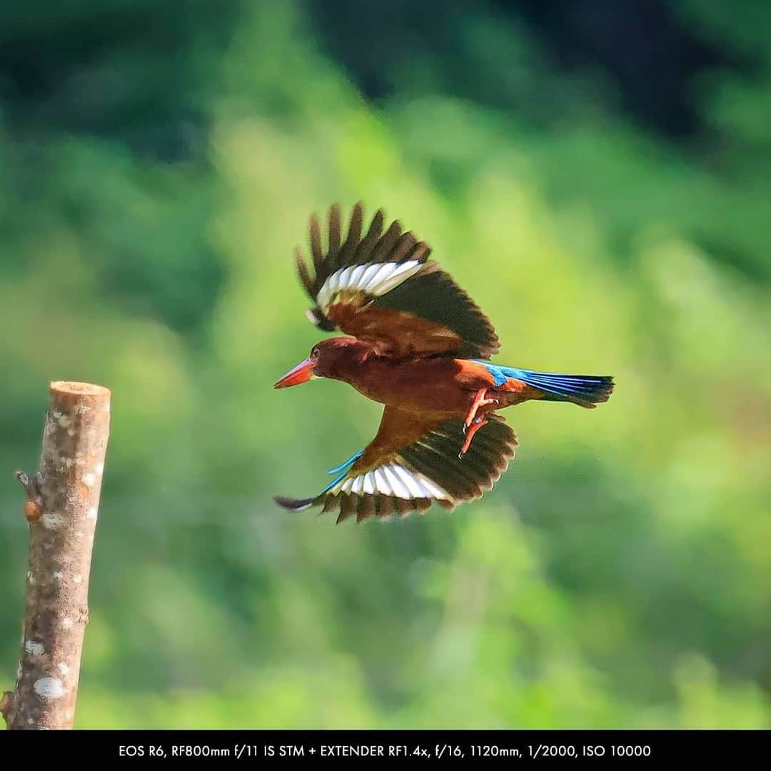 Canon Asiaさんのインスタグラム写真 - (Canon AsiaInstagram)「You can never run out of colours when photographing wildlife, especially birds and their beautiful plumage 🦜 🐧 🦅 . Edwin Martinez @edwinmartinez photographed these birds -- including a rare shot of the red Philippine Dwarf Kingfisher -- with the latest Canon EOS R5 and R6 cameras that come with the Animal Detection AF function to track the eye, face and body of animals - check it out! . Got a stunning shot you're proud of? Share them on My Canon Story and stand a chance to be featured!  . #canonasia #photography #explore #birds #birdphotography #colours #wildlife #animal #wildlifephotography #animalaf #nature #movement #quality #sharp #lens #colourful」11月24日 19時38分 - canonasia