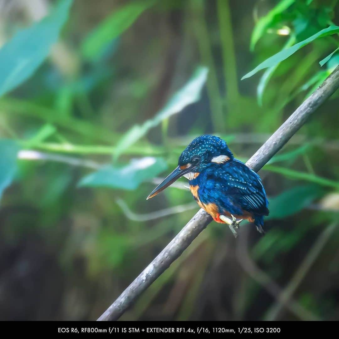 Canon Asiaさんのインスタグラム写真 - (Canon AsiaInstagram)「You can never run out of colours when photographing wildlife, especially birds and their beautiful plumage 🦜 🐧 🦅 . Edwin Martinez @edwinmartinez photographed these birds -- including a rare shot of the red Philippine Dwarf Kingfisher -- with the latest Canon EOS R5 and R6 cameras that come with the Animal Detection AF function to track the eye, face and body of animals - check it out! . Got a stunning shot you're proud of? Share them on My Canon Story and stand a chance to be featured!  . #canonasia #photography #explore #birds #birdphotography #colours #wildlife #animal #wildlifephotography #animalaf #nature #movement #quality #sharp #lens #colourful」11月24日 19時38分 - canonasia