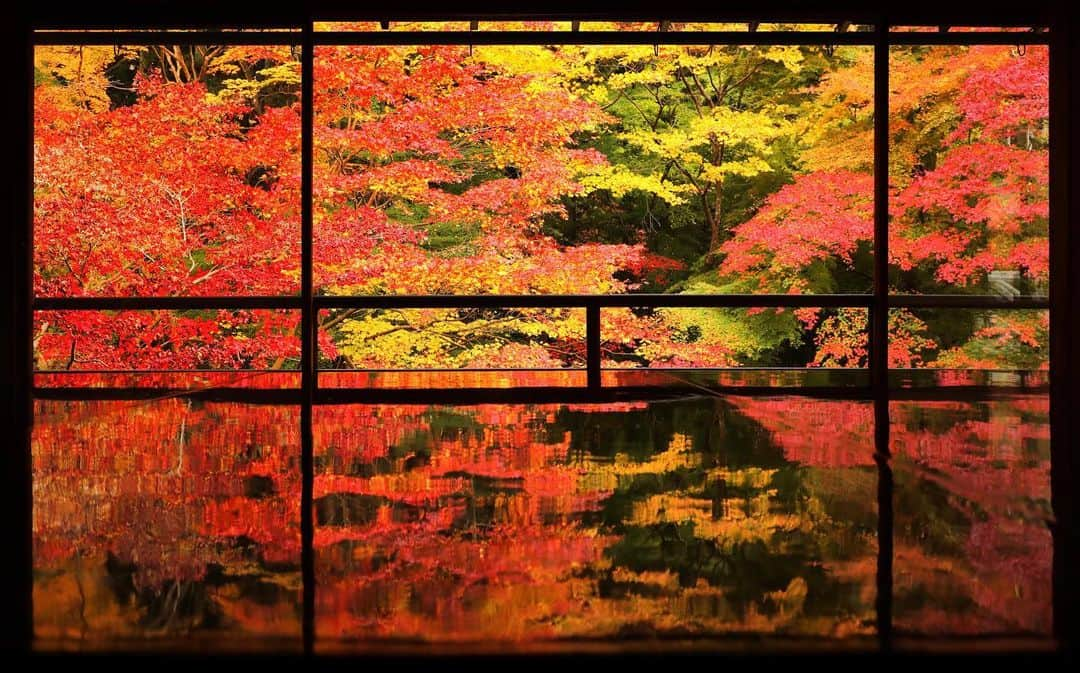 harumiのインスタグラム：「. The reflection of Japanese maple leaves on the glossy table at the temple #rurikoin in Kyoto.  先週訪れた京都の瑠璃光院🍁 事前完全予約制で人数的にも、こまめにお掃除され衛生的にも、安心してゆっくり拝観できました✨ . なにより、静寂な空間から広がる真っ赤なリフレクションに感動🔥 . リアルな写真はいつもストーリーですが、たまには投稿しちゃぉ✨ . #瑠璃光院」