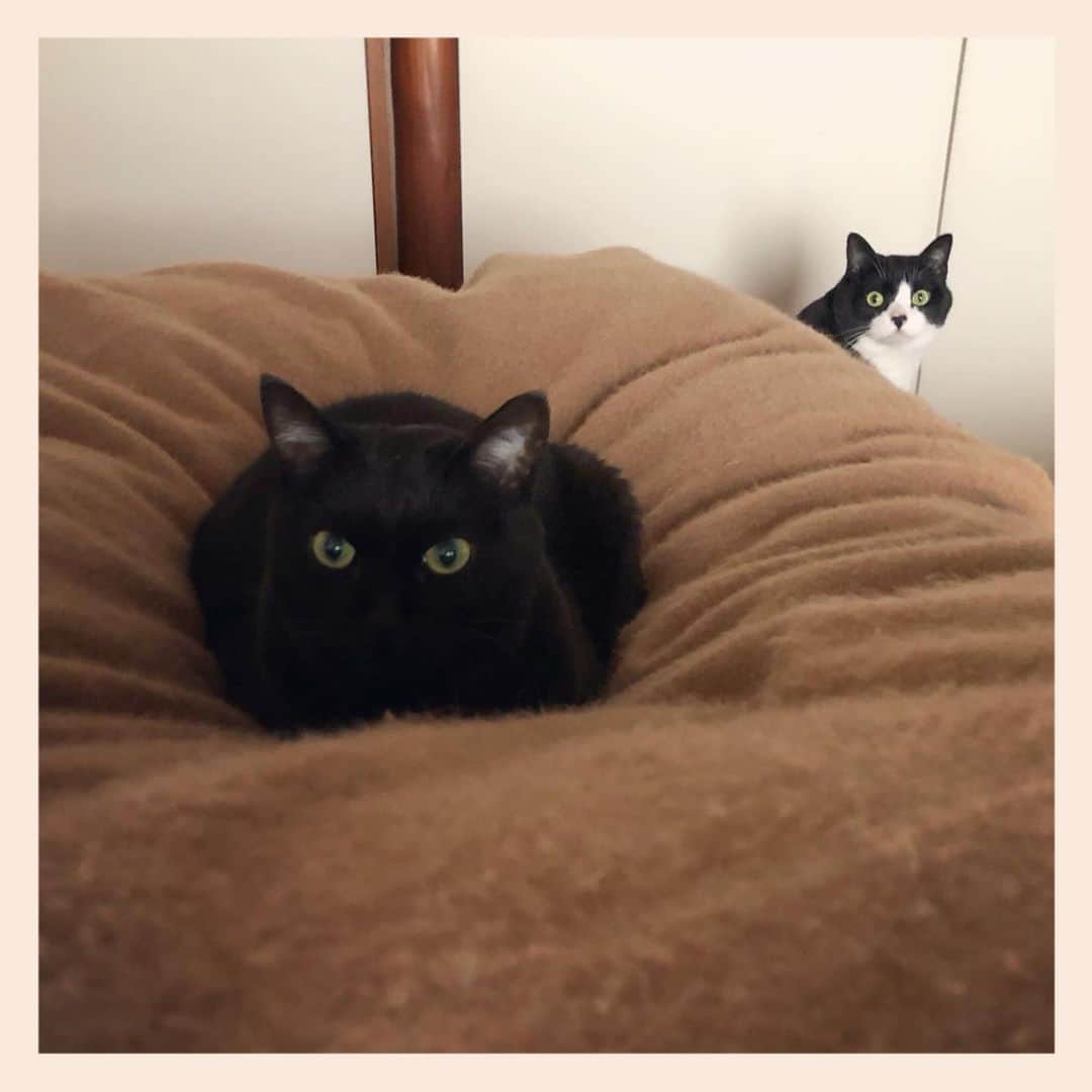 パンといっぴきのインスタグラム：「#元保護猫 #白黒猫 #ハチワレ #blackandwhitecat #tuxedocat #元野良猫 #黒猫 #blackcat」
