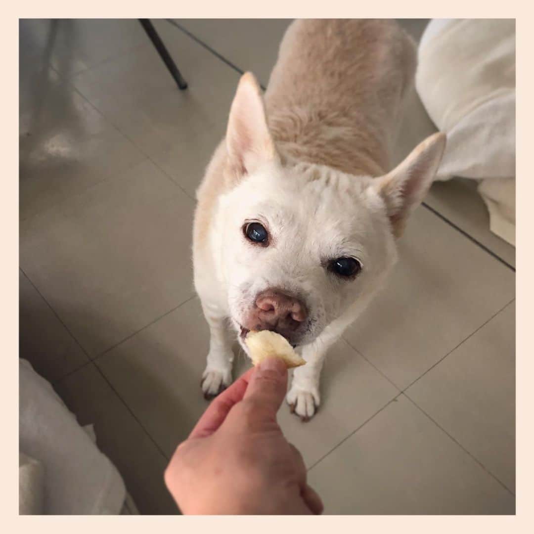 パンといっぴきのインスタグラム：「🍞❤️  #元保護犬 #雑種犬 #crossbreed #mixdog #キップル14歳」