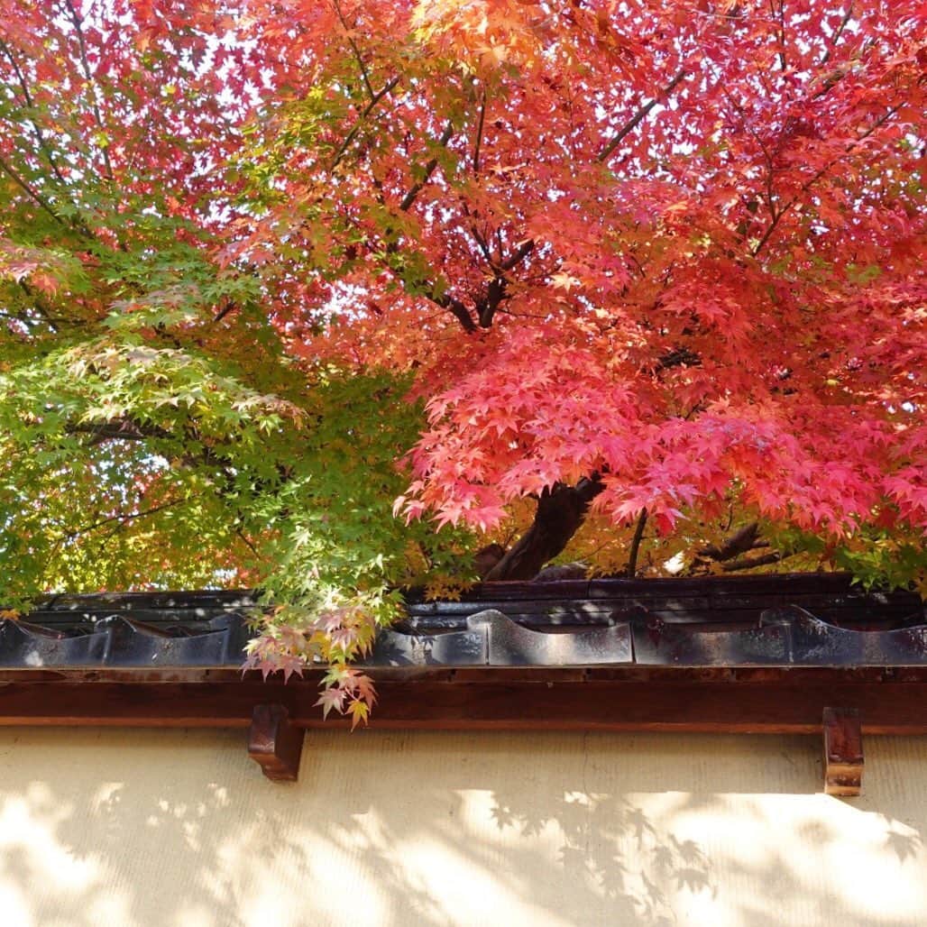的場絢香さんのインスタグラム写真 - (的場絢香Instagram)「*﻿ ﻿ 長町武家屋敷跡の風情ある街並みに﻿ 紅葉がよく似合う𓂃🍁🍂﻿ ﻿ 野村家のお庭が美しくて﻿ ただただぼーっと眺めていました。﻿ ﻿ *﻿ 加賀百万石回遊ルートで撮った写真で﻿ フォトコンテストを実施中！﻿ ﻿ 詳しくは、﻿ ▶︎ ﻿@kaga100photo  ﻿ _ _ _ #金沢 #旅したがーる」11月24日 19時54分 - ayaka_matoba