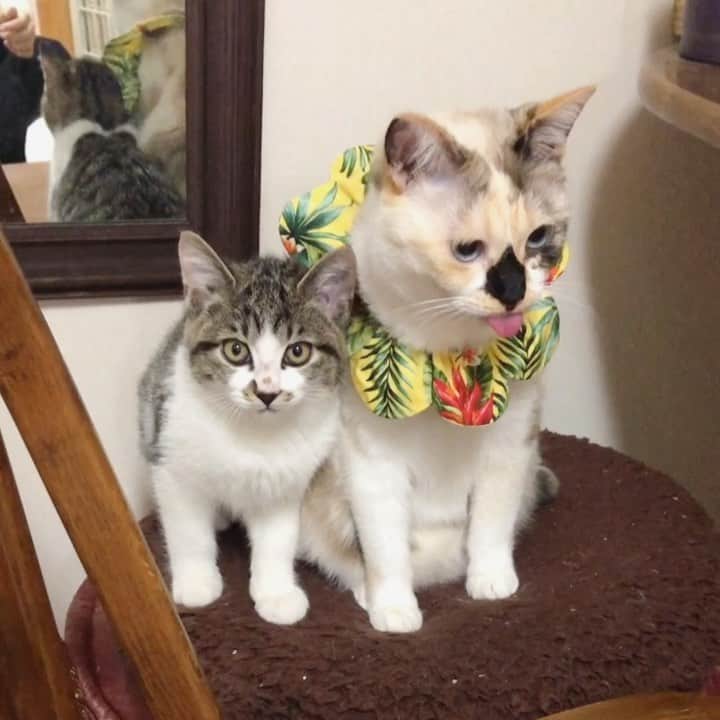 maimocotoのインスタグラム：「#魅惑のお鼻まわりのくら丸  は保護部屋にチコが来ると目をハートにして駆け寄っていくよ💨 そして、すりすり甘えます❤︎チコもそれが嬉しそう✨我が家へやって来てまだ1週間ですが、だいぶお家猫らしくなって来ました🏠 そして、あっという間に2人一緒に里親さまのオファーをいただきまして、お見合いが決まりました。（はやい）なので一旦里親さん希望は締め切りますね。ご検討されている方がいましたら、またの機会によろしくお願いします🙇‍♀️ ＊ ＊ 『ちー、くーちゃんをおとうとにするもん！！』 ＊ ＊ #ちーの子猫好きが私以上 #心を開かせる天才 #ちーの才能が開花 #楽しい保護活動 ＊ ＊ 昨晩の急なウェブショップでお買い上げいただいた皆様、ありがとうございました🙇‍♀️到着まで少しお待ちください✨おかげさまで楽しく保護活動ができています♪」