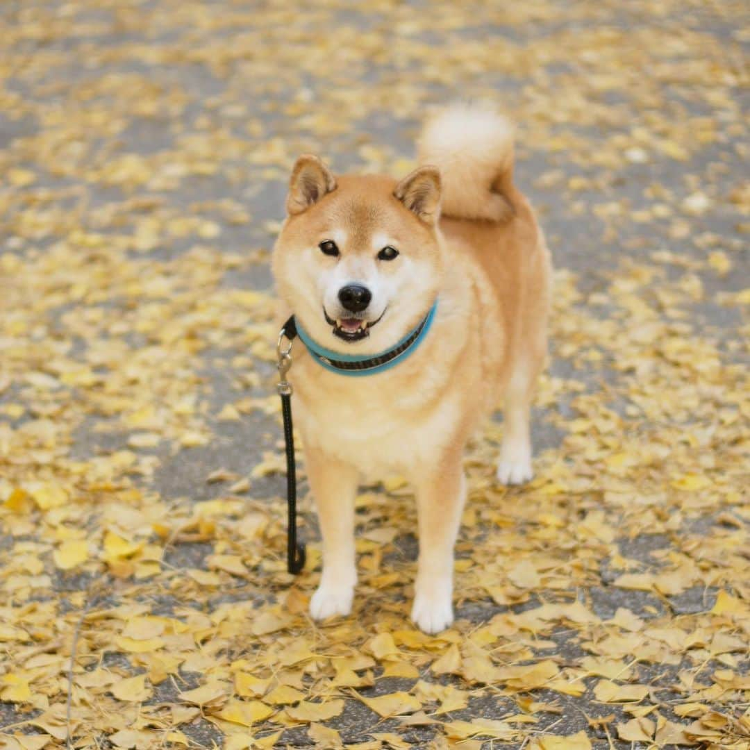 まる（まるたろう）さんのインスタグラム写真 - (まる（まるたろう）Instagram)「This color suits me.✨🐶🍂✨まる色の絨毯だね〜 #みんなの近所もそろそろ散って来たかな #秋っていいよね #まる色」11月24日 20時05分 - marutaro