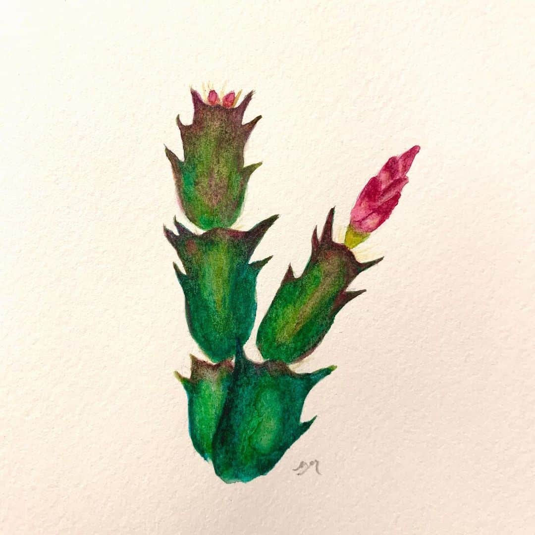 高杉さと美のインスタグラム：「日に日に膨らむ蕾を見て、今日も元気をもらう🌵  植物から学ぶこと多々。  #plants #illustration #flowers #green #artwork #サボテン #カニサボテン #シャコバサボテン #植物 #癒し #花 #蕾 #元気の源」