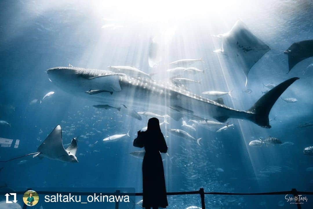 カメラのキタムラさんのインスタグラム写真 - (カメラのキタムラInstagram)「#Repost @saltaku_okinawa • • • • • • Okinawa｜沖縄  . こちらも美ら海水族館×ブラックミスト 魚が反射する光が綺麗に滲んで良いです . . . Feature tag —————————————— #okinawa_photo_collection —————————————— . . . . . . . . . .  #ノスタルジーな瞬間を  #透明感のある世界  #ポートレートしま専科 #ポトレ撮影隊  #毎日が笑顔で溢れてる #その瞬間に物語を #スクリーンに恋して  #写真で奏でる私の世界  #フィルムカメラに恋してる  #撮るを楽しむ #なんでもないただの道が好き #幸せな瞬間をもっと世界に  #何気ない瞬間を残したい  #igersjp  #icu_japan  #儚くて何処か愛おしい様な  #picoftheday  #写ルンです  #カメラのある生活  #キタムラ写真投稿  #good_portraits_japan  #love_bestjapan  #indy_photolife  #into_the_screen  #hueart_life  #portraitofjapan #team_jp_portrait  #good_portraits_world」11月24日 20時32分 - camera_kitamura