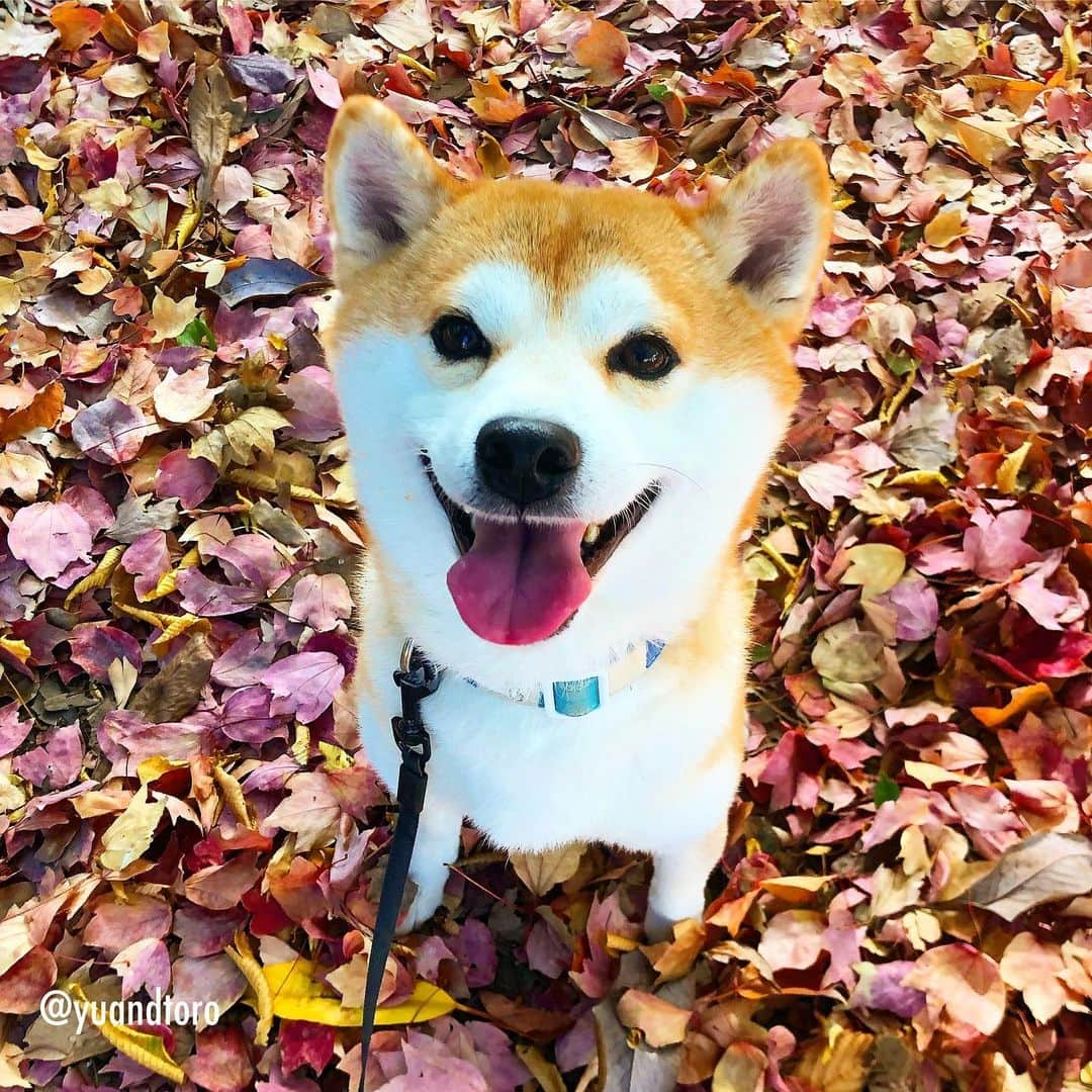 ゆうとろ（柴犬ゆうと猫のとろ）のインスタグラム