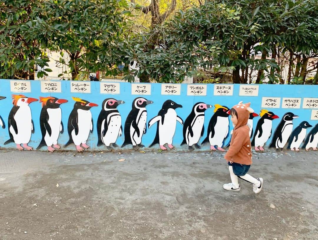 ᴋᴀɴᴀᴋöさんのインスタグラム写真 - (ᴋᴀɴᴀᴋöInstagram)「動物園へ🦒🐒🦩🐏🦌🐴🐍🦁 * 🐧の写真(pic.3)の 👶🏻目線の動画は @insta360 で 撮ったもの📸 これ本当に おもしろい😻✨ * 📹→ おしゃべりを いっぱいしながら 楽しんでました🌈まだ完璧じゃない おしゃべりが 愛おしい❤️ * #insta360#insta360GO#20GramSteadyCam」11月24日 20時36分 - kanakokko_34_