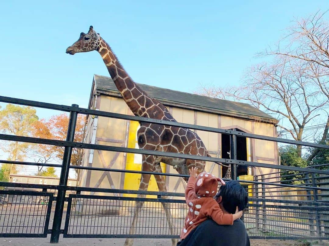 ᴋᴀɴᴀᴋöさんのインスタグラム写真 - (ᴋᴀɴᴀᴋöInstagram)「動物園へ🦒🐒🦩🐏🦌🐴🐍🦁 * 🐧の写真(pic.3)の 👶🏻目線の動画は @insta360 で 撮ったもの📸 これ本当に おもしろい😻✨ * 📹→ おしゃべりを いっぱいしながら 楽しんでました🌈まだ完璧じゃない おしゃべりが 愛おしい❤️ * #insta360#insta360GO#20GramSteadyCam」11月24日 20時36分 - kanakokko_34_
