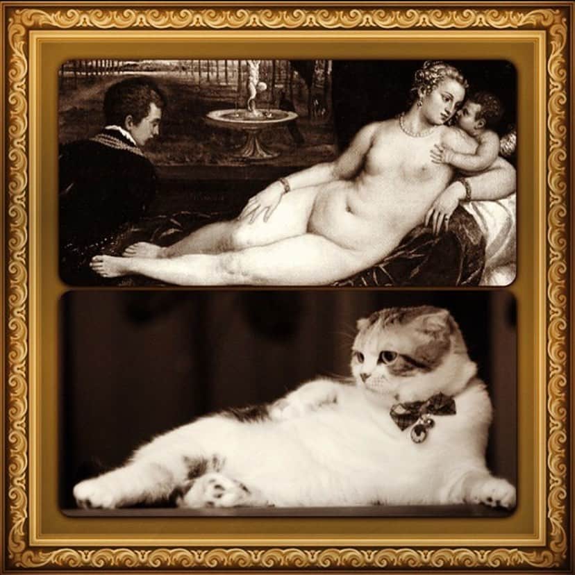 takegaeruのインスタグラム：「格調高き #完全に一致 シリーズ いや、2作だけだけど   #cat #scottishfold #猫 #スコティッシュフォールド #三毛スコ友の会 #裸のマハ」