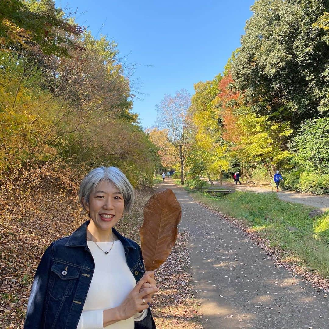 朝倉真弓さんのインスタグラム写真 - (朝倉真弓Instagram)「✨紅葉散歩🍁その2✨﻿ ﻿ 顔より大きな葉っぱ！﻿ ﻿ 持って帰ろう！と思ったけど、﻿ オトナの良識発動でやめといた…﻿ ・﻿ ・﻿ ・﻿ ・﻿ …けど、やっぱり﻿ 持って帰ってきたらよかったなぁ🤪﻿ ﻿ #紅葉﻿ #秋﻿ #散歩﻿ ﻿ ………………………………………………………… ﻿ プロフィール欄より、朝倉真弓の﻿ パーソナルサイトに飛べます。﻿ ﻿ サイトの無料会員登録、﻿ 引き続き募集中！﻿ ﻿ 限定動画などをお送りしております！﻿ …………………………………………………………﻿ ﻿ #グレイヘア #グレーヘア #グレイヘアモデル  #ヘアモデル #白髪 #白髪染めやめた #grayhair #grayhairstyle #greyhair #アラフィフ女子 #40代 #アラフィフ #自分を好きになる #コンプレックス解消 #講師 #講演家 #朝倉真弓 #ファッション #大人の放課後センス」11月24日 20時56分 - mayumi_asakura