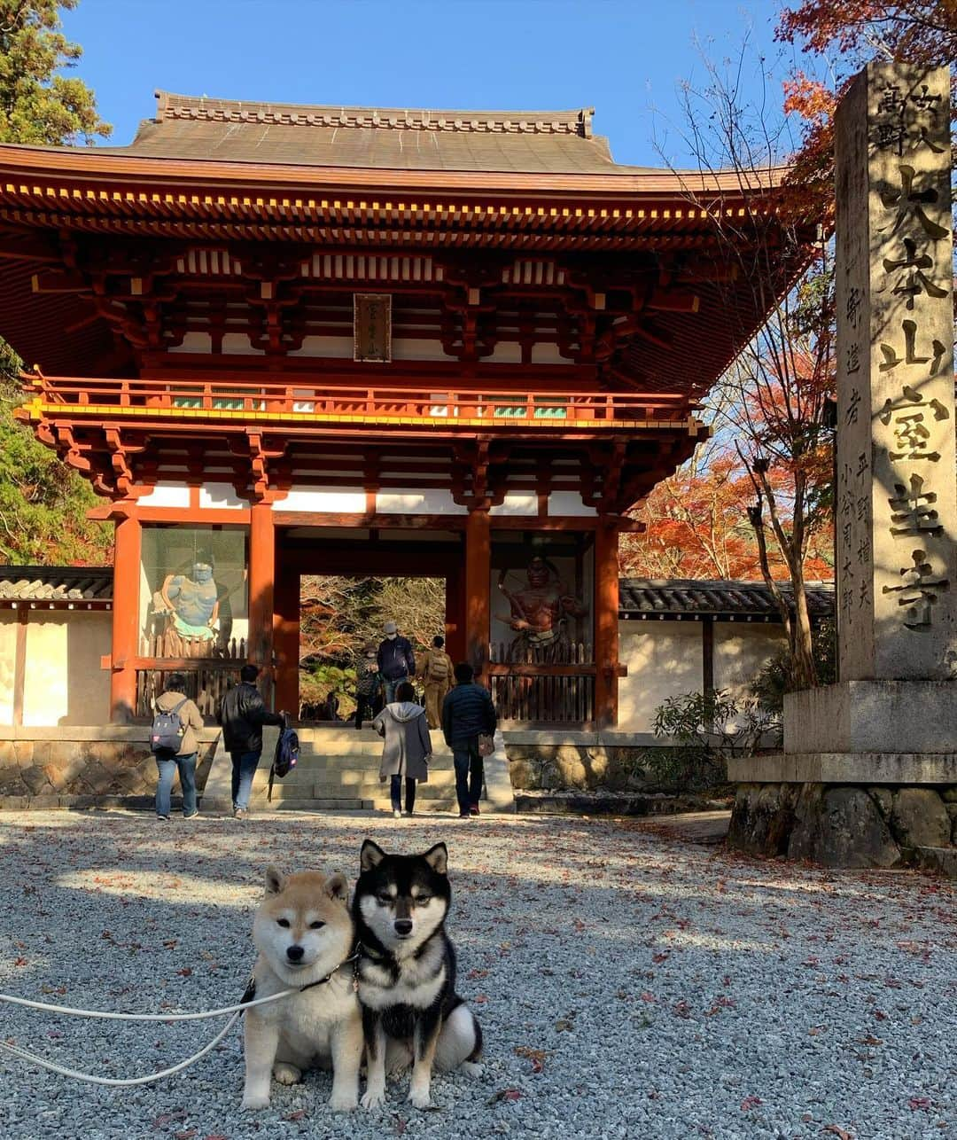 豆柴なつ&ふゆさんのインスタグラム写真 - (豆柴なつ&ふゆInstagram)「We went to Murouji Temple🍁😊‼️ 室生寺に行って来ました🍁😊‼️  #室生寺 #奈良 #Nara #お散歩 #shibaaaaainu #walking  #temple #わんこ #dogsofinstagram  #わんダフォ #shibamania  #柴犬ライフ#pecoいぬ部 #shiba_snap  #instashiba#cutedogs  #柴犬#shiba #shibainu #shibastagram #いぬすたぐらむ #pecoいぬ部 #犬バカ部 #shibainumag_feature #instafollow #dogoftheday  #🐕📷 #theshibasociety  #柴#proudshibas  #柴犬マニア」11月24日 20時54分 - mameshiba.natsuinu56