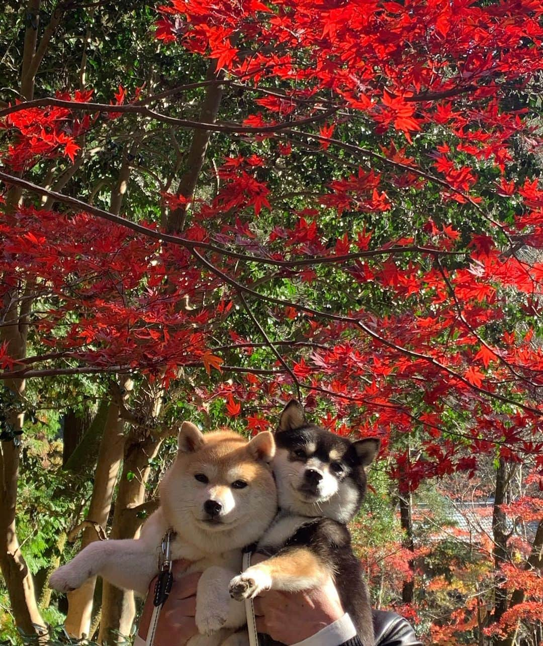 豆柴なつ&ふゆさんのインスタグラム写真 - (豆柴なつ&ふゆInstagram)「We went to Murouji Temple🍁😊‼️ 室生寺に行って来ました🍁😊‼️  #室生寺 #奈良 #Nara #お散歩 #shibaaaaainu #walking  #temple #わんこ #dogsofinstagram  #わんダフォ #shibamania  #柴犬ライフ#pecoいぬ部 #shiba_snap  #instashiba#cutedogs  #柴犬#shiba #shibainu #shibastagram #いぬすたぐらむ #pecoいぬ部 #犬バカ部 #shibainumag_feature #instafollow #dogoftheday  #🐕📷 #theshibasociety  #柴#proudshibas  #柴犬マニア」11月24日 20時54分 - mameshiba.natsuinu56