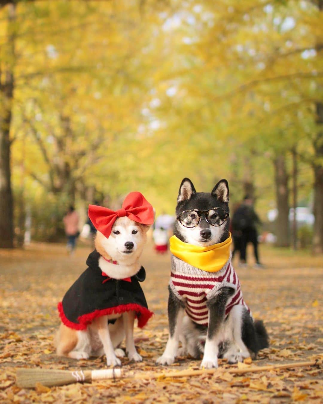 のインスタグラム：「🐶💛🐶  また寒くなってきましたね🍂  みんなあったかくして 風邪ひかないでいてね💛  寒い人には ホッカイロ届けに行くよ〜♨️  魔女宅けんゆりより🧹  Location: Tokyo (けんゆりおもひで秋photo🍁より)」