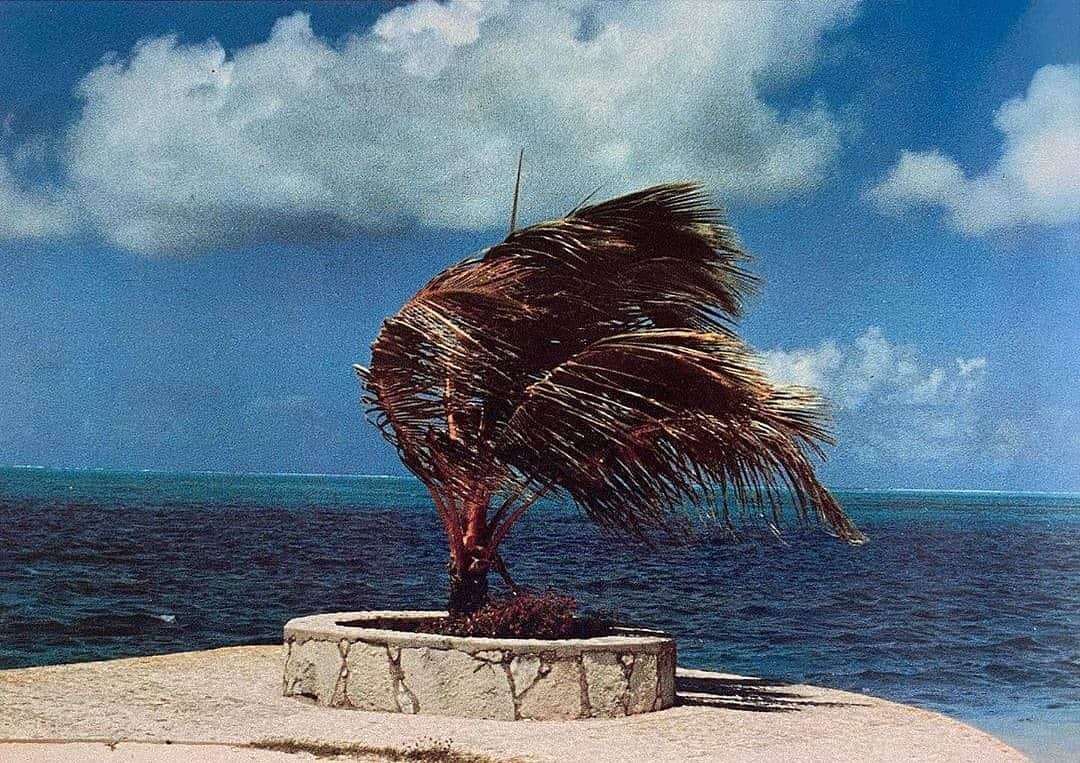 Meganさんのインスタグラム写真 - (MeganInstagram)「David Hockney, Wild Palm, 1970 🌴 . . . . #palmtrees #davidhockney」11月24日 21時10分 - zanzan_domus