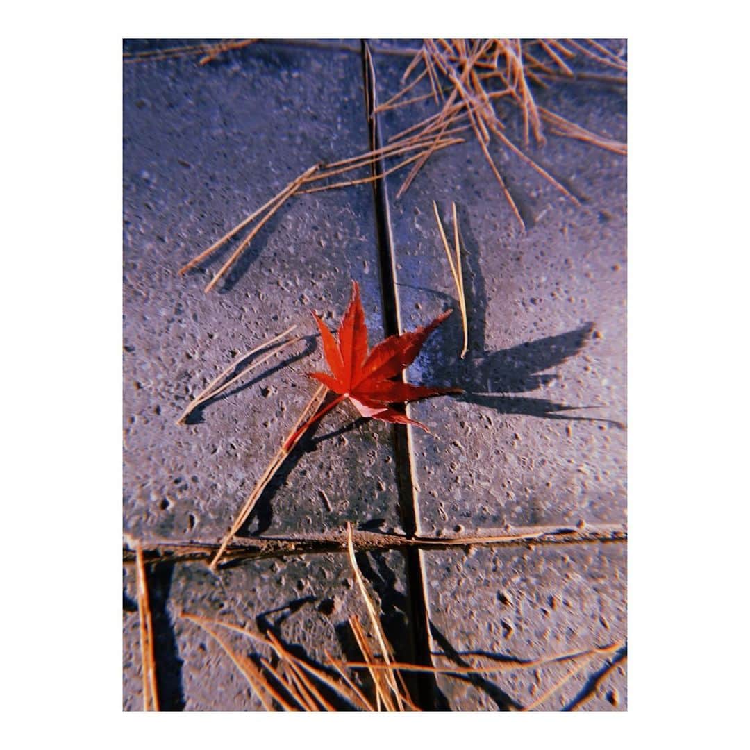 木下流声のインスタグラム：「. 小さな秋🍁 . . . #紅葉」