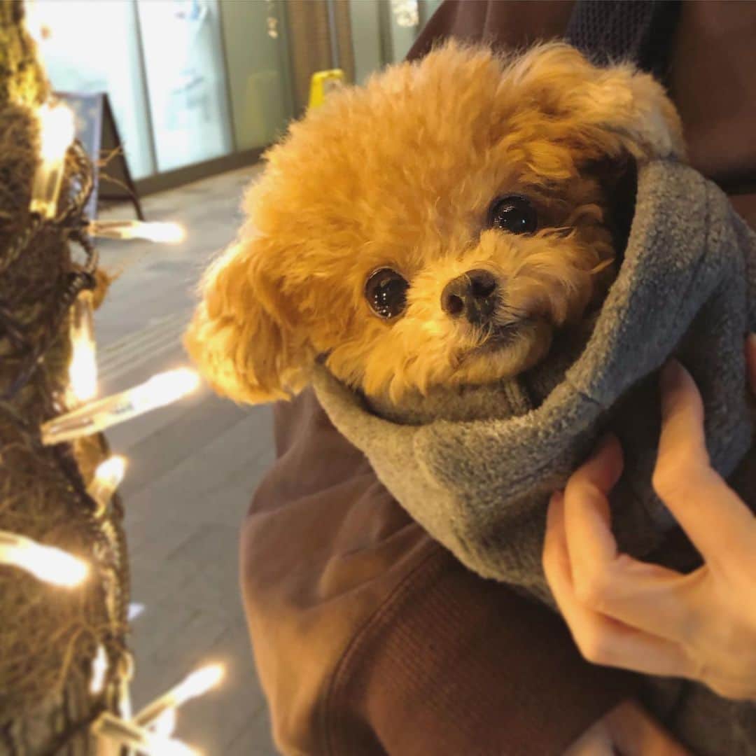 ふわのインスタグラム：「いつも応援ありがとうございます☺︎  #toypoodle#toypoodlegram#dogsofinstagram#instadog#doglover#doglife#dog#fuwamama#トイプードル#ふわもこ部#犬バカ部#親バカ部#犬のいる暮らし#いぬすたぐらむ#近所のイルミネーション#キラキラとふわ#昨晩のふわ」