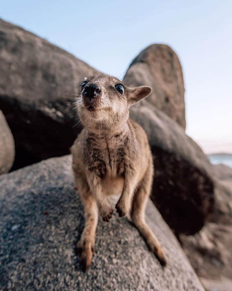 Australiaさんのインスタグラム写真 - (AustraliaInstagram)「Are you wearing Chanel No.5? 😊 This sweet little rock #wallaby was sussing out the friendly visitors to #GeoffreyBay when @jamesvodicka photographed him on #MagneticIsland in @townsvillenorthqueensland. A great way to explore this @queensland island, which is home to lovely quiet and secluded beaches, is to walk the trails of the national park and keep your eyes out for wallabies, koalas, and in summer, sea turtles nesting on the sand 🐢 If you’re up for a bit of a seafaring adventure, set sail around the island with @bigmamasailingnorthqueensland or @pilgrimsailing. #seeaustralia #townsvilleshines #thisisqueensland #holidayherethisyear」11月24日 21時31分 - australia