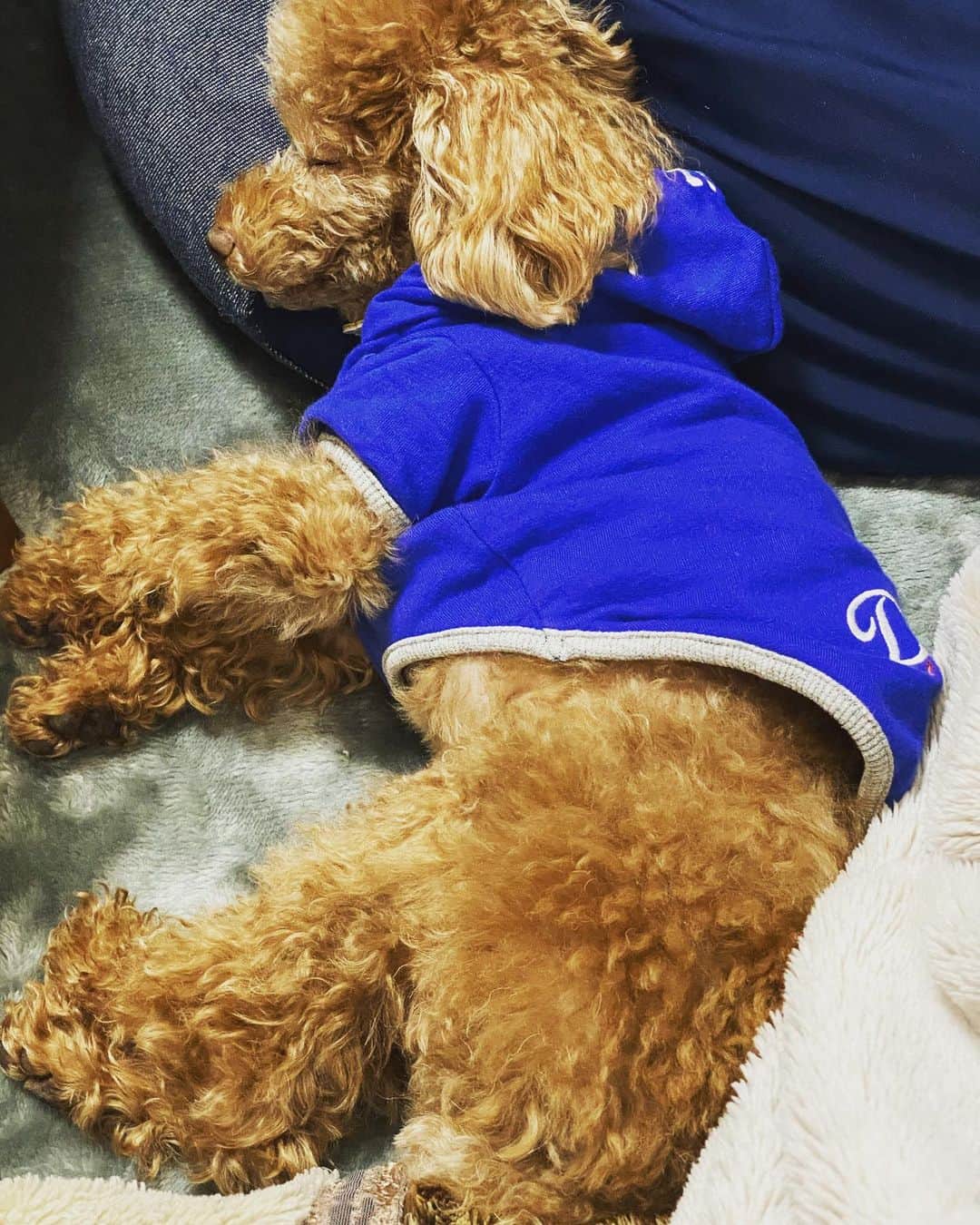小林香菜さんのインスタグラム写真 - (小林香菜Instagram)「. 寝てるんだから起こすなよ🐶💤💤 . #トイプードル　#タイニー　#タイニープードル　#プードル　#おパンツカット　#見えてない🤣　#💤　#🐶💤　#いぬすたぐらむ　#犬　#犬のいる暮らし」11月24日 21時28分 - kanaful