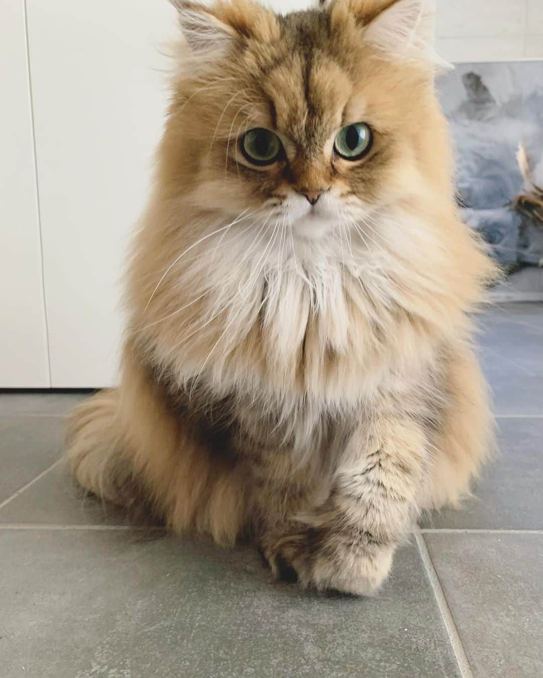 にこさんのインスタグラム写真 - (にこInstagram)「fluffy 待てはできるけど お手は出来ない🐾  #cat #fur #fluffy #winter #冬毛 #もふもふ #冬が来る」11月24日 21時34分 - nikon.neko.official
