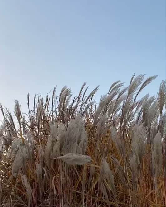 ペニーレ・タイスベックのインスタグラム：「Yesterday was such a beautiful day🌾」