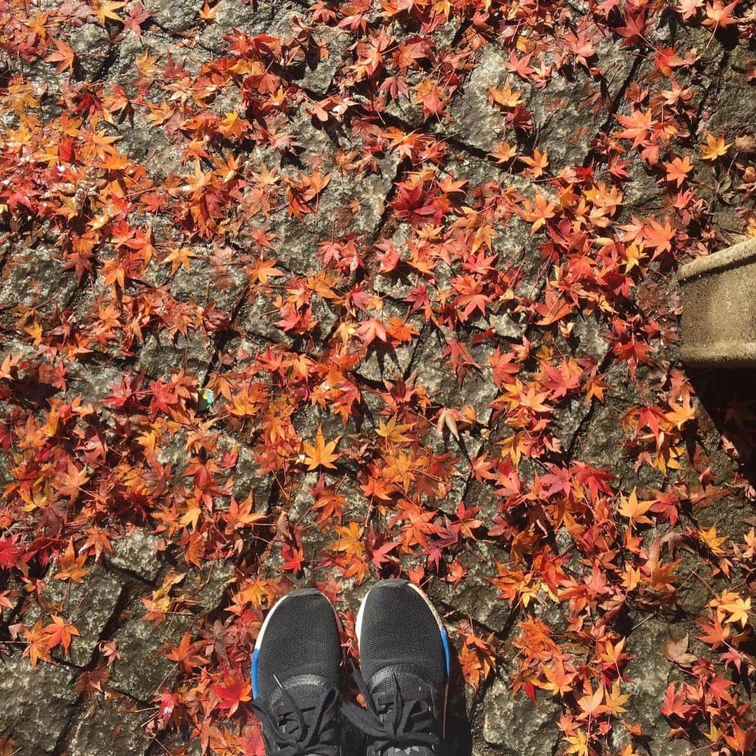 藤堂なえみさんのインスタグラム写真 - (藤堂なえみInstagram)「🍁🏔 ほっこり🍵  もう12月じゃーん☃️ もうすぐ誕生日や🎂💕」11月24日 21時42分 - naestagramdayo