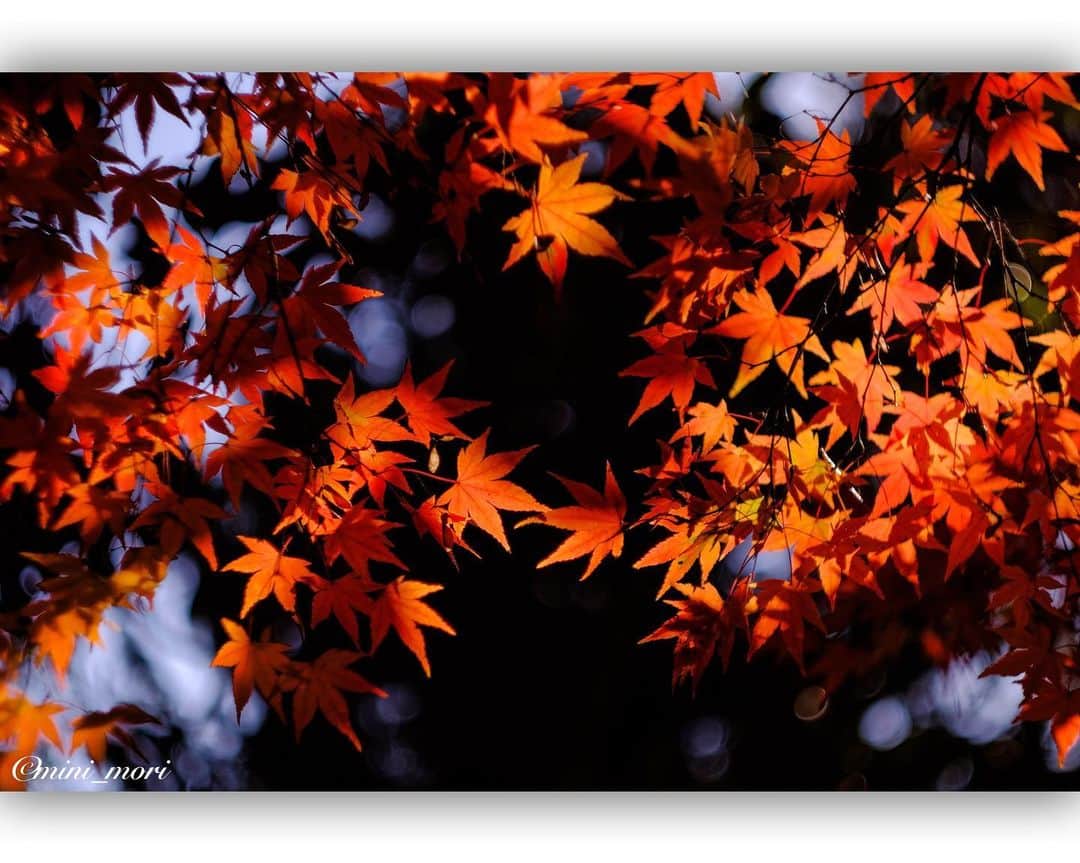 ☀もり、のインスタグラム：「* 🍁✨🍁 ・ #team_fuji #team_xt2 #teamfujifilm #teamfuji #fujifilm #fujifilm_xseries #fujifilmxseriesjapan #fujixt2 #xt2 #fujifeed #fujixfam #fujifilm_global #instagram #広がり同盟 #retrip_nippon #igersjp #indies_gram #visitjapanjp #as_archive #lovers_nippon #オールドレンズ #Helios #helios44m #紅葉 #紅葉狩り #岡山」