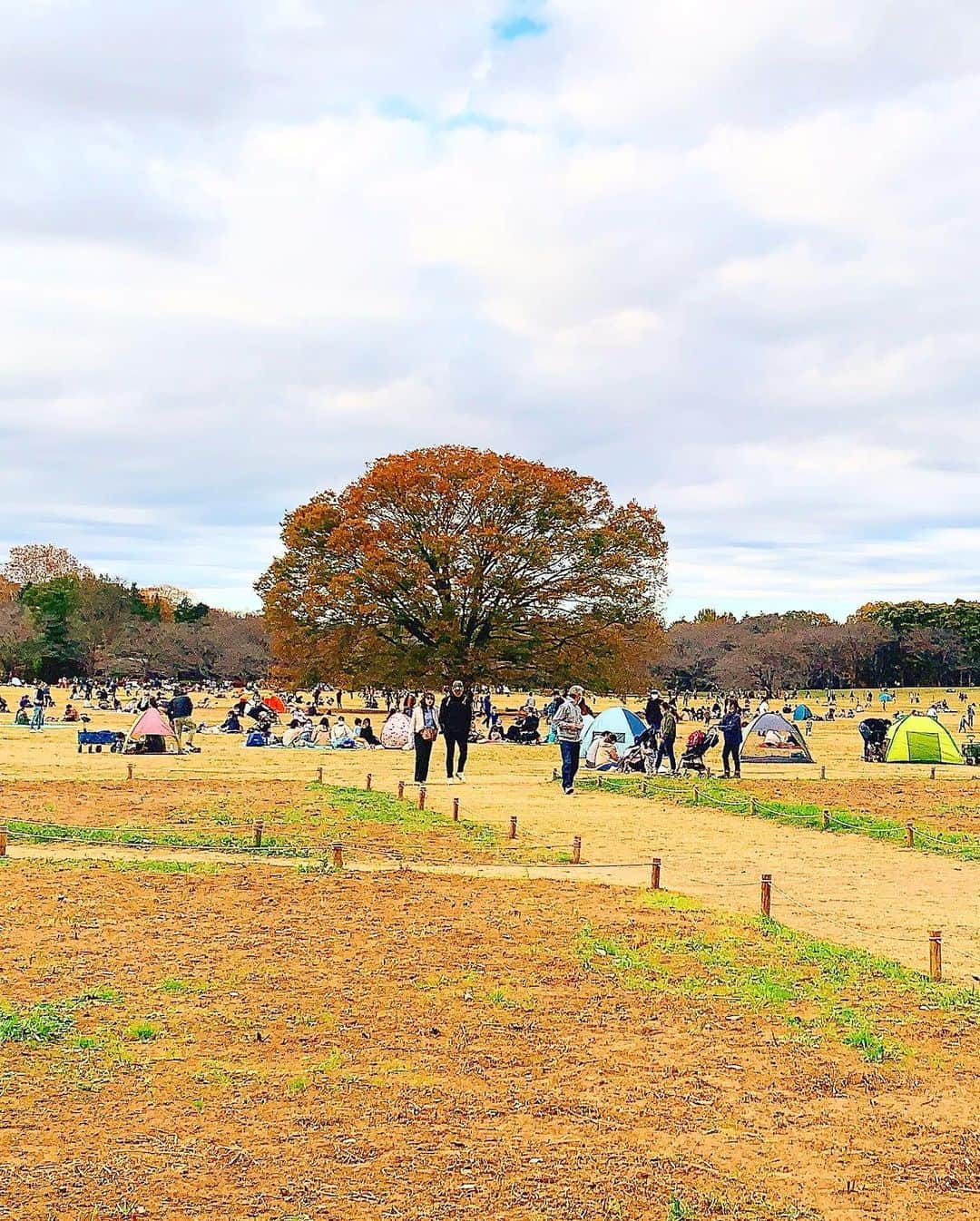 日下裕江さんのインスタグラム写真 - (日下裕江Instagram)「国営昭和記念公園  銀杏の葉は殆ど落ちてしまって 写真で紹介されてる様な銀杏並木は見れなくて残念だったけど、  道いっぱいにぎっしり銀杏の葉が落ちていて、黄金の絨毯の様にそれぞれで美しかった🍂✨  本来の銀杏並木通りは7,8枚目に載せてるから見てみて〜♪  本当美しいから✨  5,6枚目の銀杏の絨毯も美しいでしょ！✨  人が踏み歩いてないエリアが 本当自然界のアートで美しい🎨  ３枚目の芝生のエリアは ものすご〜く広い芝生で埋め尽くされてて、みんなテント張ったり、シート敷いて寝転んだり、凧揚げしたり、バトミントンやフリスビーなどみんな各々自由にゆったり過ごしてて、 見てる側も癒された💓  ファミリーで過ごすには 最高の場所だね❀.*･ﾟ  @showakinenpark  #国営昭和記念公園 #銀杏並木 #銀杏の絨毯 #黄金の絨毯 #いちょう並木 #いちょうの絨毯 #銀杏 #いちょう #落ち葉 #紅葉」11月24日 21時56分 - hiroe___h