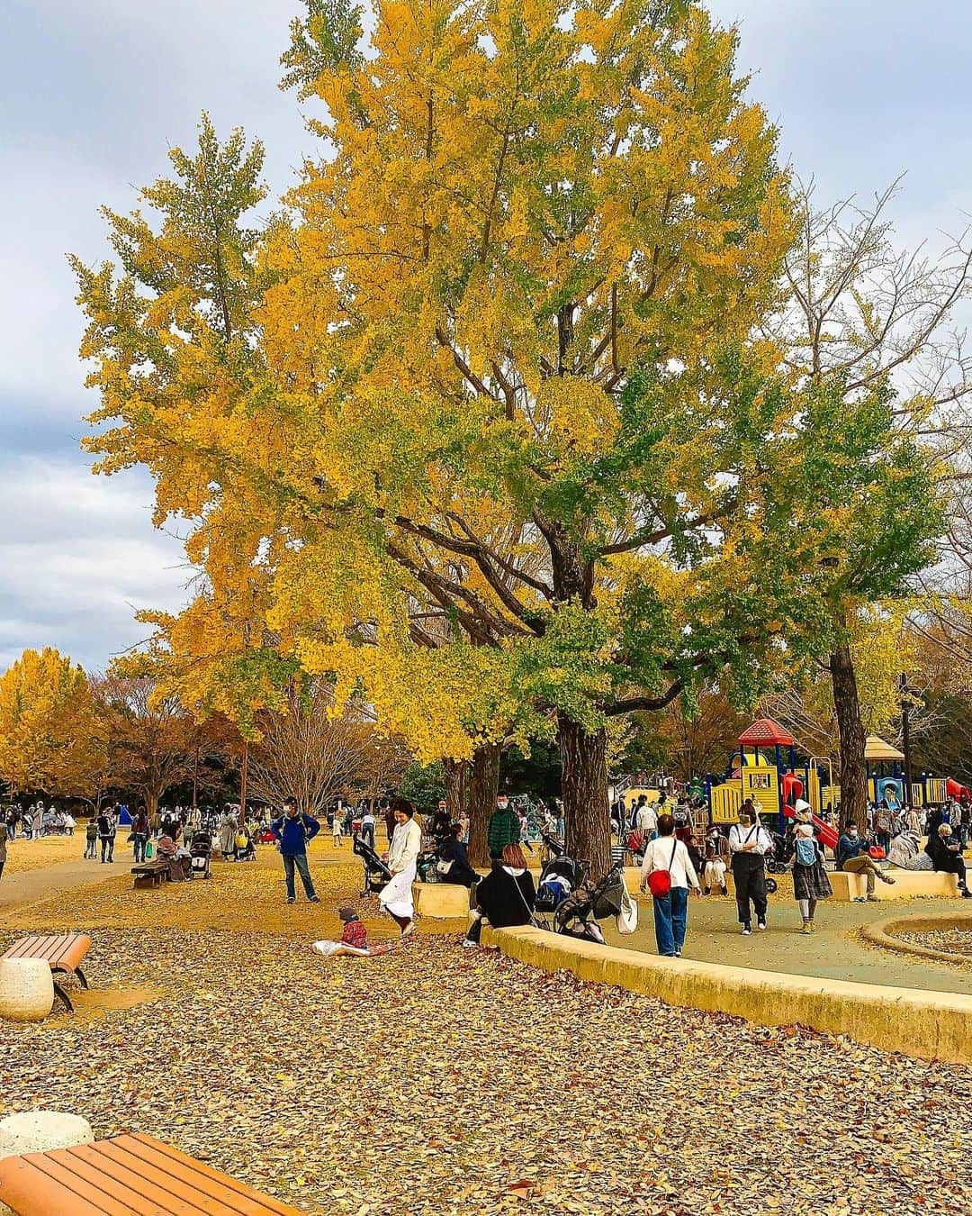 日下裕江さんのインスタグラム写真 - (日下裕江Instagram)「国営昭和記念公園  銀杏の葉は殆ど落ちてしまって 写真で紹介されてる様な銀杏並木は見れなくて残念だったけど、  道いっぱいにぎっしり銀杏の葉が落ちていて、黄金の絨毯の様にそれぞれで美しかった🍂✨  本来の銀杏並木通りは7,8枚目に載せてるから見てみて〜♪  本当美しいから✨  5,6枚目の銀杏の絨毯も美しいでしょ！✨  人が踏み歩いてないエリアが 本当自然界のアートで美しい🎨  ３枚目の芝生のエリアは ものすご〜く広い芝生で埋め尽くされてて、みんなテント張ったり、シート敷いて寝転んだり、凧揚げしたり、バトミントンやフリスビーなどみんな各々自由にゆったり過ごしてて、 見てる側も癒された💓  ファミリーで過ごすには 最高の場所だね❀.*･ﾟ  @showakinenpark  #国営昭和記念公園 #銀杏並木 #銀杏の絨毯 #黄金の絨毯 #いちょう並木 #いちょうの絨毯 #銀杏 #いちょう #落ち葉 #紅葉」11月24日 21時56分 - hiroe___h