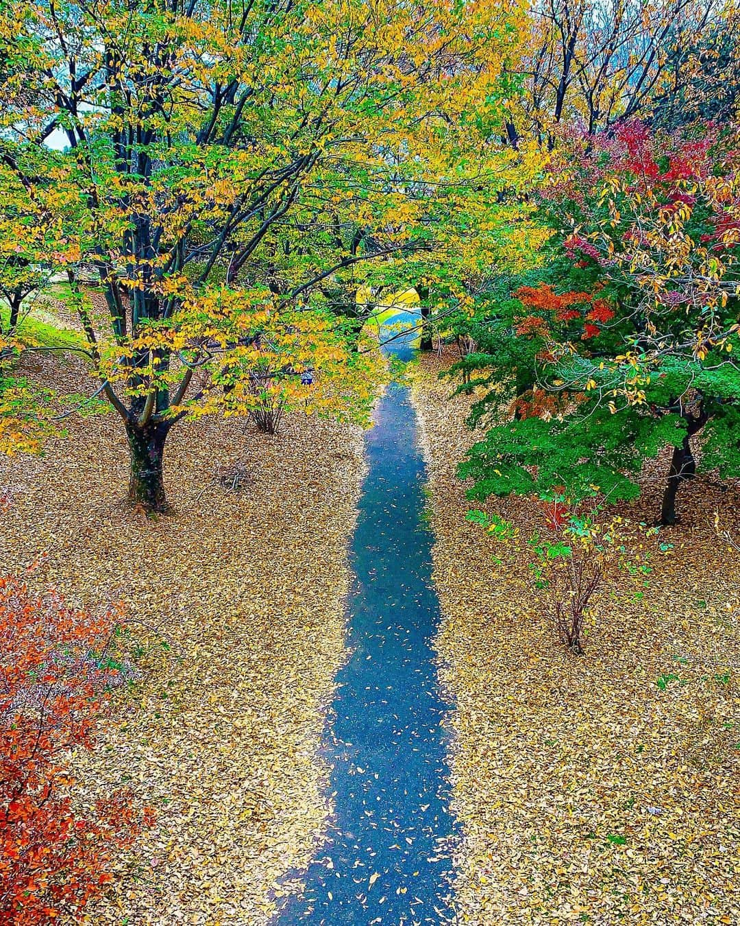 日下裕江さんのインスタグラム写真 - (日下裕江Instagram)「国営昭和記念公園  銀杏の葉は殆ど落ちてしまって 写真で紹介されてる様な銀杏並木は見れなくて残念だったけど、  道いっぱいにぎっしり銀杏の葉が落ちていて、黄金の絨毯の様にそれぞれで美しかった🍂✨  本来の銀杏並木通りは7,8枚目に載せてるから見てみて〜♪  本当美しいから✨  5,6枚目の銀杏の絨毯も美しいでしょ！✨  人が踏み歩いてないエリアが 本当自然界のアートで美しい🎨  ３枚目の芝生のエリアは ものすご〜く広い芝生で埋め尽くされてて、みんなテント張ったり、シート敷いて寝転んだり、凧揚げしたり、バトミントンやフリスビーなどみんな各々自由にゆったり過ごしてて、 見てる側も癒された💓  ファミリーで過ごすには 最高の場所だね❀.*･ﾟ  @showakinenpark  #国営昭和記念公園 #銀杏並木 #銀杏の絨毯 #黄金の絨毯 #いちょう並木 #いちょうの絨毯 #銀杏 #いちょう #落ち葉 #紅葉」11月24日 21時56分 - hiroe___h