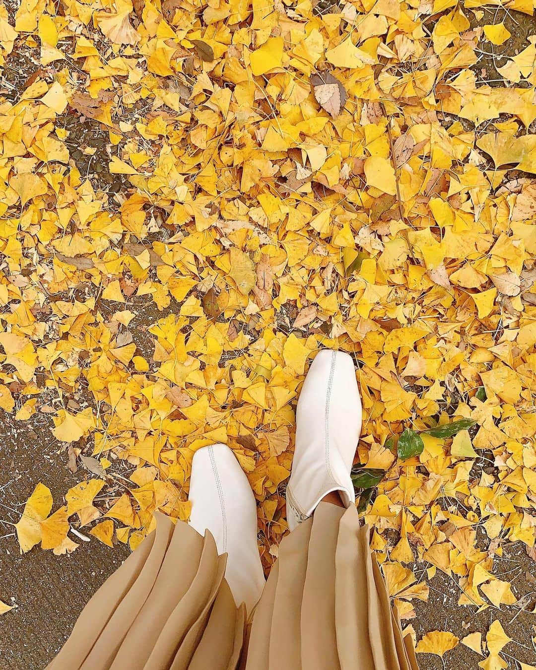 日下裕江さんのインスタグラム写真 - (日下裕江Instagram)「国営昭和記念公園  銀杏の葉は殆ど落ちてしまって 写真で紹介されてる様な銀杏並木は見れなくて残念だったけど、  道いっぱいにぎっしり銀杏の葉が落ちていて、黄金の絨毯の様にそれぞれで美しかった🍂✨  本来の銀杏並木通りは7,8枚目に載せてるから見てみて〜♪  本当美しいから✨  5,6枚目の銀杏の絨毯も美しいでしょ！✨  人が踏み歩いてないエリアが 本当自然界のアートで美しい🎨  ３枚目の芝生のエリアは ものすご〜く広い芝生で埋め尽くされてて、みんなテント張ったり、シート敷いて寝転んだり、凧揚げしたり、バトミントンやフリスビーなどみんな各々自由にゆったり過ごしてて、 見てる側も癒された💓  ファミリーで過ごすには 最高の場所だね❀.*･ﾟ  @showakinenpark  #国営昭和記念公園 #銀杏並木 #銀杏の絨毯 #黄金の絨毯 #いちょう並木 #いちょうの絨毯 #銀杏 #いちょう #落ち葉 #紅葉」11月24日 21時56分 - hiroe___h