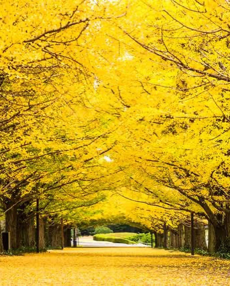 日下裕江さんのインスタグラム写真 - (日下裕江Instagram)「国営昭和記念公園  銀杏の葉は殆ど落ちてしまって 写真で紹介されてる様な銀杏並木は見れなくて残念だったけど、  道いっぱいにぎっしり銀杏の葉が落ちていて、黄金の絨毯の様にそれぞれで美しかった🍂✨  本来の銀杏並木通りは7,8枚目に載せてるから見てみて〜♪  本当美しいから✨  5,6枚目の銀杏の絨毯も美しいでしょ！✨  人が踏み歩いてないエリアが 本当自然界のアートで美しい🎨  ３枚目の芝生のエリアは ものすご〜く広い芝生で埋め尽くされてて、みんなテント張ったり、シート敷いて寝転んだり、凧揚げしたり、バトミントンやフリスビーなどみんな各々自由にゆったり過ごしてて、 見てる側も癒された💓  ファミリーで過ごすには 最高の場所だね❀.*･ﾟ  @showakinenpark  #国営昭和記念公園 #銀杏並木 #銀杏の絨毯 #黄金の絨毯 #いちょう並木 #いちょうの絨毯 #銀杏 #いちょう #落ち葉 #紅葉」11月24日 21時56分 - hiroe___h