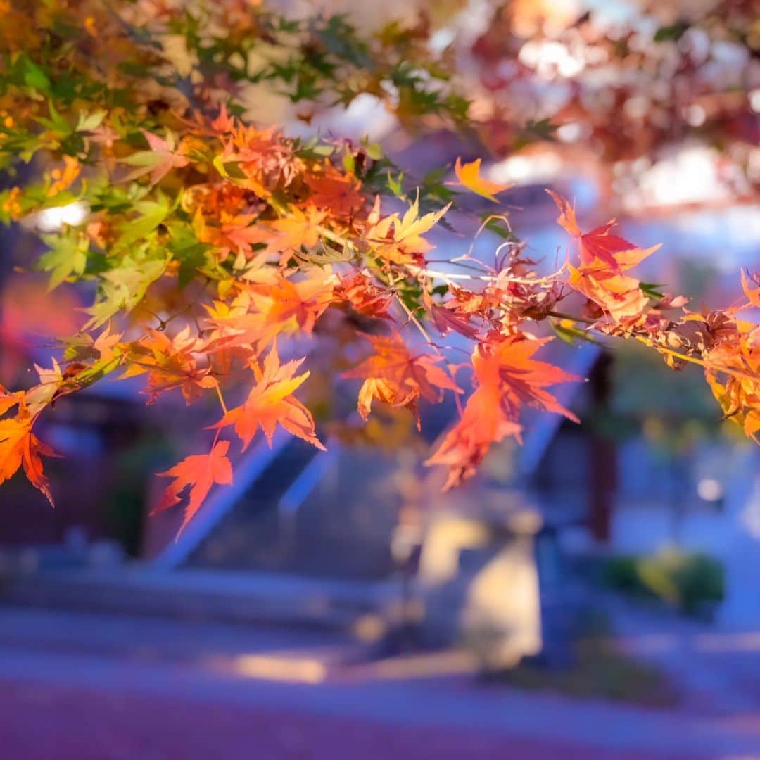 中野猛さんのインスタグラム写真 - (中野猛Instagram)「2020年の京都の紅葉🍁 今年の紅葉は中途半端な色彩だった。 中途半端な色彩をどう綺麗に撮るか？ これもまた楽しい。  どんな場面も考え方次第。  #京都の秋　#コロナの秋　#light_nikon  #nikon #NikonZ6 #kyoto #art_of_japan_  #art_photogroup  #風景写真  #東京カメラ倶楽部  #京都 #Kyoto #kyotojapan  #photgraphy」11月24日 22時05分 - takeshi__nakano