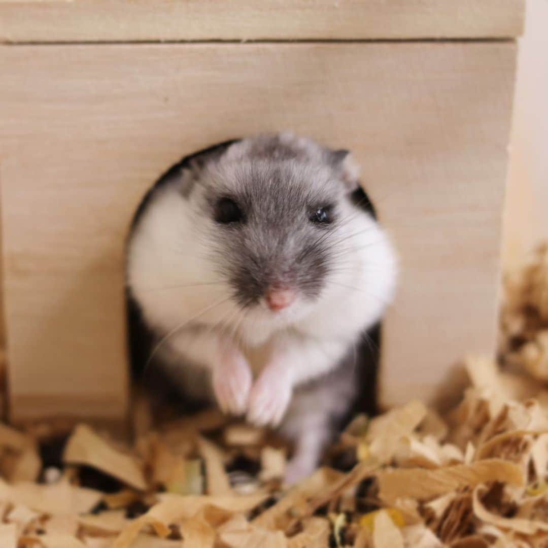 hamster_mocoのインスタグラム